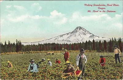 Fort Hood Looking Down At The Strawberries Near Hood River OR Vtg Postcard CP334 • £6.47