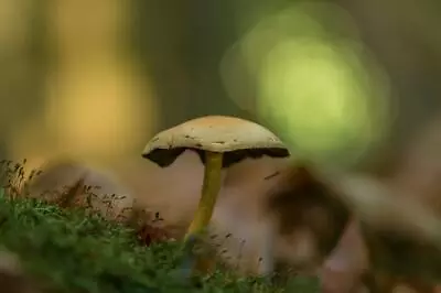 Mushrooms *2x3 Fridge Magnet* Fungus Portobella Spores Morels Truffles Forest • $8.95
