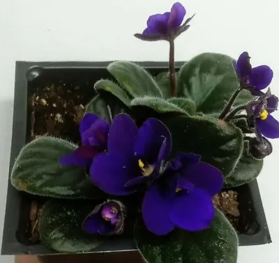 Cobalt Blue / PURPLE  African Violet 1 Live STARTER Plant - 4  • $9.99