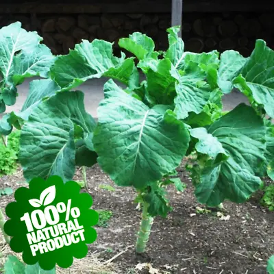 300 Seeds Couve Galega Portuguese Walking Stick Cabbage Kale Tree Collard Greens • £2.99