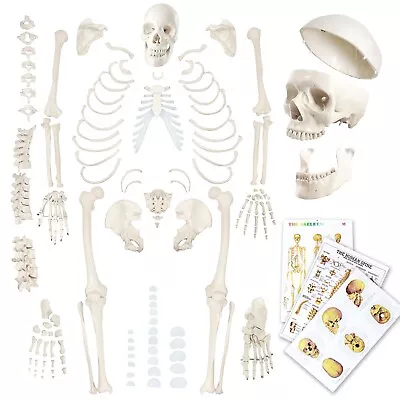 Evotech Disarticulated Human Skeleton Model For Anatomy 67 Inch High Full Si... • $147.87