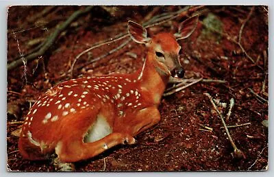 Animals~Deer Fawn Laying Down In Forest Color Photo~PM 1956~Vintage Postcard • $3.70