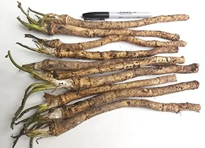 Horseradish Seedlings Crowns 4 To 5 Mid-Atlantic Perennial Ship Within 24 Hrs • $15