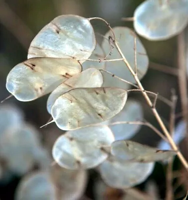 Money Plant Seeds | Lunaria Annual Honesty Silver Dollar Plant Flower Seed 2024 • $3.95