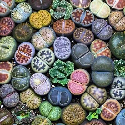 $18.90 • Buy Seeds Plant For Garden Decoration,100Pcs Lithops Rare Living Stones