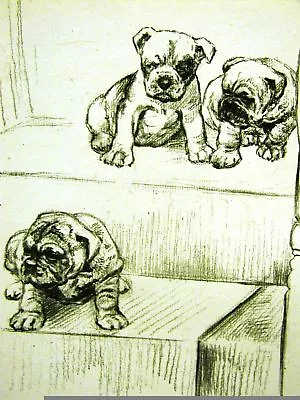 Barker BULLDOG Or BOSTON TERRIER PUPPIES 1937 Art Matted • $25
