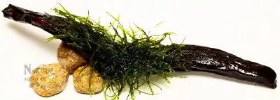 Live Aquarium Plant Xmas (Christmas) Moss On Manzanita Driftwood - 7  - 8  • $11.95