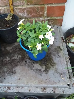 Calibrachoa Million Bells Plant In 13cm Pot Approx. White • £3.29