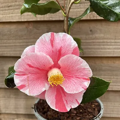 Camellia Tricolor 2 Litre White Red & Rose-Pink Striped Flowers Evergreen Shrub • £16.95