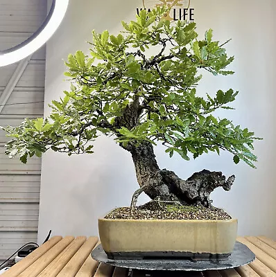 Way Of Life Bonsai Tree- Portuguese Oak- FREE UK DELIVERY/NARUKO • £2750