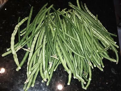 15 Organic Asian Long Bean Seeds (LateGreenShort Variety)Rare Type.US Grown. • $1.99