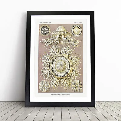 Discomedusae Jellyfish Vol.2 By Ernst Haeckel Wall Art Print Framed Picture • $18.61