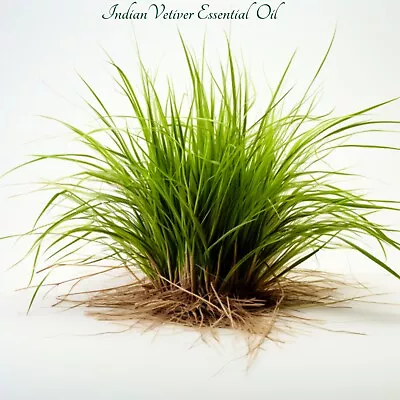 Bio Vetiver Essential Oil (Chrysopogon Zizanioides). 100% Pure And Natural. • $25.99