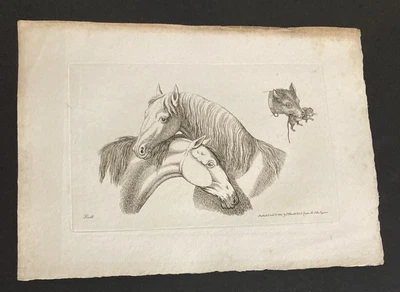 £9.99 • Buy Etching By Samuel Howitt HORSES & DOG
