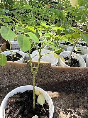 A Cup Moringa TREE Live Plant  5- 10”TREE OF LIFE FRESH Food Forest Permaculture • $17