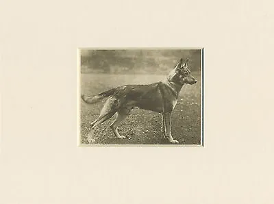 German Shepherd Dog Original Vintage 1931 Dog Print Mounted Ready To Frame • $6.21