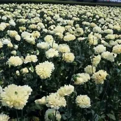 £8.99 • Buy Flower Poppy Papaver Paeoniflorum Yellow Peony 20,000 Seeds