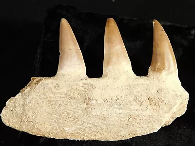 100 Million Year Old! Mosasaurus JAW Fossil With THREE Fossil TEETH 73.1gr • $39.99