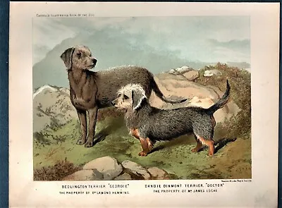 £12.50 • Buy Dogs - Original Chromolithograph Bedlington & Dandie Dinmont Terrier C1880s