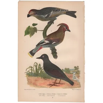 Wilson American Ornithology Antique 1876 Lithograph Octavo Supp 16 Waxwing • $26