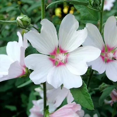 2 X Lavatera 'Barnsley' - Tree Mallow Plants - Both Arrive In 9cm Pots • £12.99