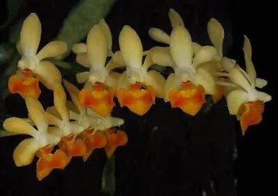$45 • Buy FPOrchids Phal. Malipoensis 'orange' X Sib