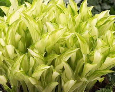 Hosta “Kiwi Spearmint” Plant - Varigated - Perennial- Garden Ready - Lot 4 • £10