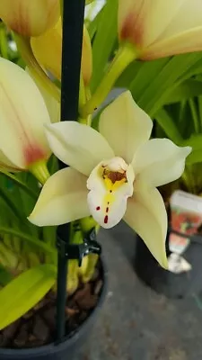 Cymbidium Orchid - Early Sue Paddy • $44