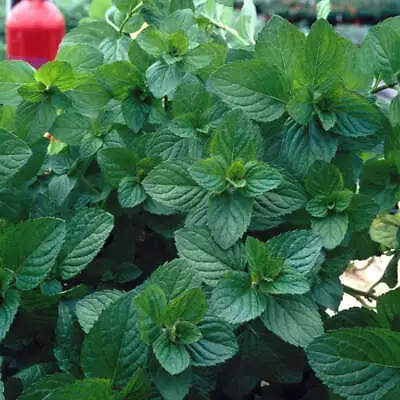 Mint - MENTHA Spicata Var. Crispa 'Moroccan' • £18.49