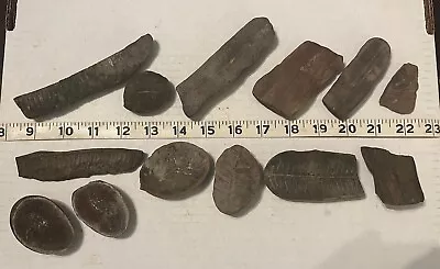 HUGE LOT MAZON CREEK FOSSIL LOT 13 Pieces- Plants Ferns Leaves 309M Years Old • $9.99