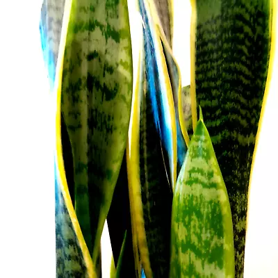 Sansevieria 'Laurentii' Snakeplant/Mother In Law's Tongue Succulent Cutting 10cm • $5.25