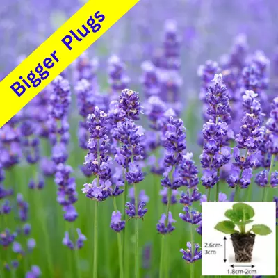 Hardy Lavender English - Angustifolia Hidcote - Plug Plants Perennial Shrubs • £6.59