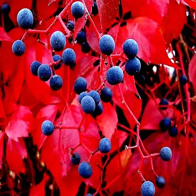 Virginia Creeper Vine Seeds Parthenocissus Quinquefolia Fast Hardy Climber Plant • $6.89