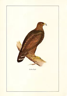 £4.99 • Buy The Golden Eagle - 1981 Beautiful Colour Vintage Bird Print By A.F.Lydon 