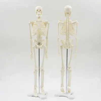 Human Anatomical Skeleton Model 45CM Medical Learn Anatomy Halloween Skeleton • $32.99