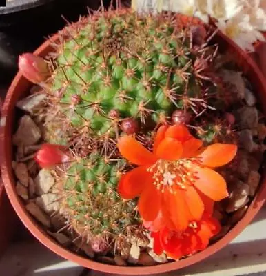 Cactus - Aylostera Mandingaensis - 10 Seeds • £1.95