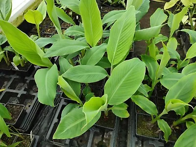 Musa Acuminata - 9 Cm Pot Banana Plant • £9