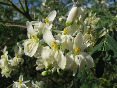 £2.97 • Buy Moringa Oleifera Pterygosperma, Horseradish Oil Edible Ornamental Tree 10 Seeds