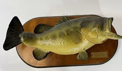 Vintage Natural Lodge Cabin Ohio Large Mouth Bass 20  Taxidermy Fish Wall Mount • $174.99