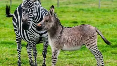 ZONKEY ZEBRA DONKEY HYBRID GLOSSY POSTER PICTURE PHOTO BANNER PRINT Zeedonk 6105 • $11.99