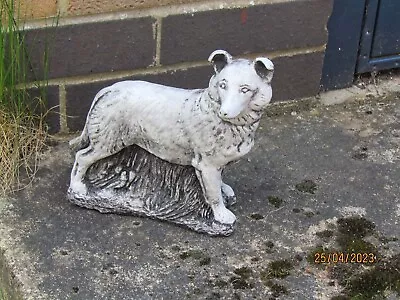 Border Collie Standing (Concrete Garden Ornament) • £9