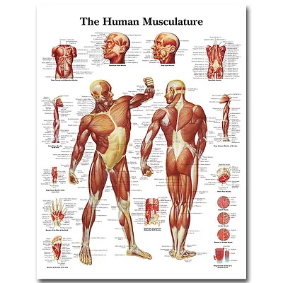 Human Anatomy Muscles System Silk Poster 13x18  32x43  Medical Education Picture • $11.39