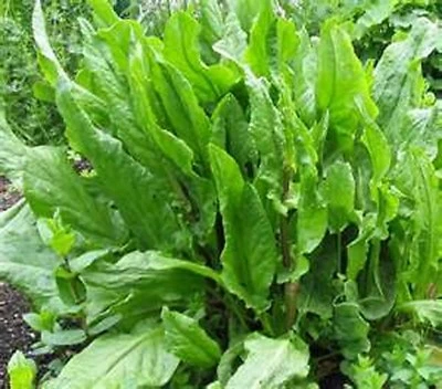 £2.64 • Buy Sorrel- Rumex Acetosa- 200 Seeds- BOGO 50% Off SALE