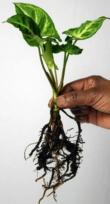 £5.69 • Buy Syngonium Podophyllum(Arrowhead/Butterfly Plant)- House Plant, Bare Rooted Plant