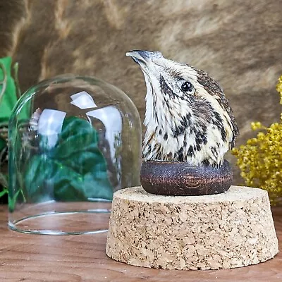 T7g Bird Quail Head Taxidermy Oddities Curiosities Preserved Glass Dome Display • $29.99