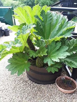 Gunnera Manicata Giant Rhubarb Pond Bog Plant Marginal 7cm To 10 Litre • £10