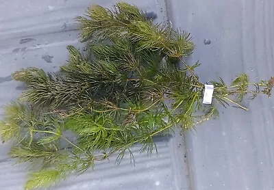 Hornwort Ceratophyllum Pond Weighted Oxygenator Fish Tank Live Water Plant Weed • £6.95