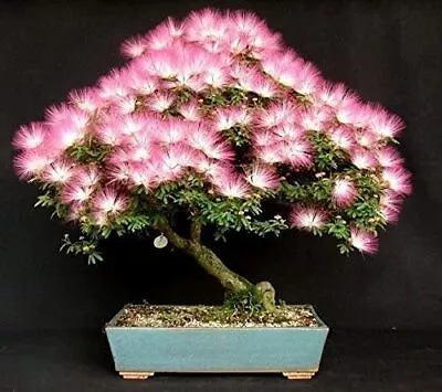 20 Albizia Julibrissin Mimosa Bonsai Tree Seeds For Planting Persian Pink Silk  • $8.29