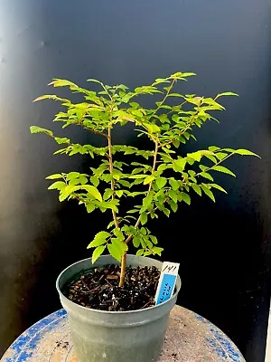 Chinese Elm Live Tree. Bonsai Ready Or Landscape Planting • $28