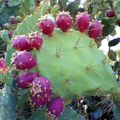 £3.48 • Buy GROW YOUR OWN FRUIT Prickly Pear Cactus RARE SEEDS FIGS Cacti Edible Opuntia